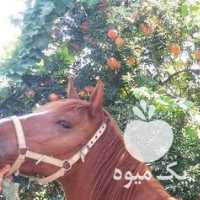 فروش اسب مادیون عرب در شیراز در گروه اسب و الاغ خر و فروش قاطر- ترکمن عربی سفید نر و ماده در یکمیوه