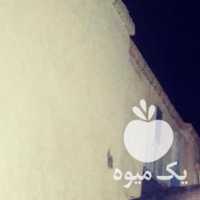 فروش اسب کورسی عرب کره براری در یزد در گروه اسب و الاغ خر و فروش قاطر- ترکمن عربی سفید نر و ماده در یکمیوه