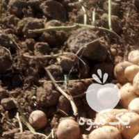 فروش سیب زمینی در کرمانشاه در گروه خرید فروش عمده سیب زمینی - زودرس دیررس آگریا اسپریت اردبیل همدان در یکمیوه