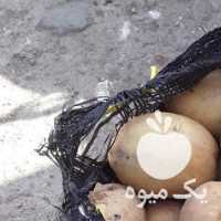 فروش سیب زمینی 55 کیلو در اردبیل در گروه خرید فروش عمده سیب زمینی - زودرس دیررس آگریا اسپریت اردبیل همدان در یکمیوه