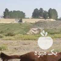 معاوضه یا فروش اسب تونخو در اصفهان در گروه اسب و الاغ خر و فروش قاطر- ترکمن عربی سفید نر و ماده در یکمیوه