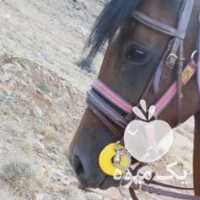 فروش اسب مادیان درشور با سرودم گیری در شیراز در گروه اسب و الاغ خر و فروش قاطر- ترکمن عربی سفید نر و ماده در یکمیوه