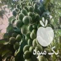فروش بهترین نهال های پیوندی و غیر پیوندی ایرانی و خارجی در سردشت در گروه خرید فروش نهال - انواع گردو پسته بادام سلطانی انگور در یکمیوه