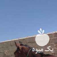 فروش اسب عرب درشور نریان جوان در شیراز در گروه اسب و الاغ خر و فروش قاطر- ترکمن عربی سفید نر و ماده در یکمیوه
