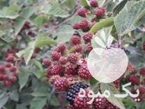 فروش نهال وبوته تمشک اصلاح شده فرانسوی بدون خار وپرمحصول در فریدونکنار در گروه خرید فروش نهال - انواع گردو پسته بادام سلطانی انگور در یکمیوه -عکس1