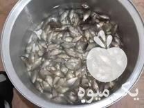 فروش بچه ماهی کپور آمور فیتوفاک ماهی قرمز و ارسال در اردبیل در گروه انواع ماهی - سالمون شیر کپور قرمز شوریده سفید گوپی مرکب در یکمیوه -عکس1