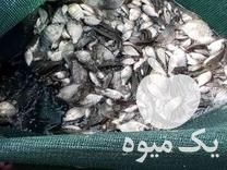 فروش بهترین بچه ماهی شمال ارسال تمام ایران در ساری در گروه انواع ماهی - سالمون شیر کپور قرمز شوریده سفید گوپی مرکب در یکمیوه -عکس1