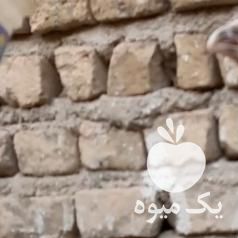 فروش جوجه لاری نسل دنگ بالا در تهران در گروه مرغ و خروس و بوقلمون و اردک قو قاز در یکمیوه -عکس1