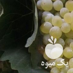 فروش کشمش تیزابی در قزوین در گروه آجیل - فروش عمده محصولات در یکمیوه -عکس1