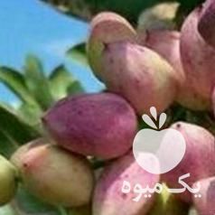 فروش ارسال پستی پسته با پوست ،  برداشتی از باغات دامغان در سمنان در گروه پسته - کوهی شامی خام اکبری تازه کله قوچی در یکمیوه -عکس1