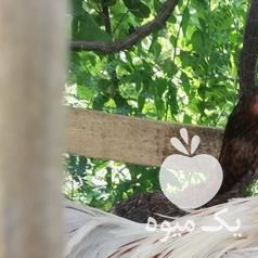 فروش مرغ خروس لاری در ارومیه در گروه مرغ و خروس و بوقلمون و اردک قو قاز در یکمیوه -عکس1