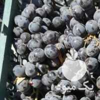 فروش انگور شانی سردشت در قزوین