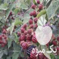 فروش نهال وبوته تمشک اصلاح شده فرانسوی بدون خار وپرمحصول در فریدونکنار در گروه خرید فروش نهال - انواع گردو پسته بادام سلطانی انگور در یکمیوه