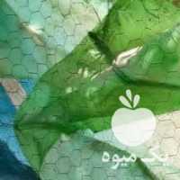 فروش خروس و‌‌مرغ لاری در کرمان  در گروه مرغ و خروس و بوقلمون و اردک قو قاز در یکمیوه