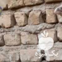 فروش جوجه لاری نسل دنگ بالا در تهران در گروه مرغ و خروس و بوقلمون و اردک قو قاز در یکمیوه