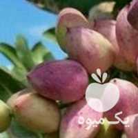 فروش ارسال پستی پسته با پوست ،  برداشتی از باغات دامغان در سمنان در گروه پسته - کوهی شامی خام اکبری تازه کله قوچی در یکمیوه