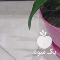 فروش گل آلوورا وگلدان در تهران در گروه خرید فروش عمده گیاهان زینتی - گرمسیری آپارتمانی باغچه آب در یکمیوه