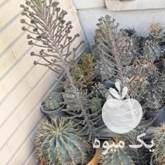 فروش انواع کاکتوس و هاورتیا در اصفهان در گروه خرید فروش عمده گیاهان زینتی - گرمسیری آپارتمانی باغچه آب در یکمیوه -عکس1