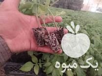 فروش نشا گوجه بادمجان فلفل هندوانه خربزه در مرودشت در گروه خرید فروش نشا - انواع گوجه برنج کاهو پیاز کاری فرنگی در یکمیوه -عکس1