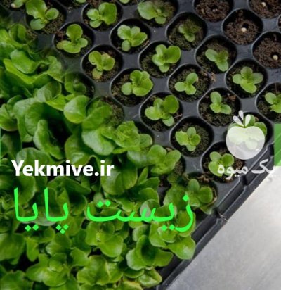 مایکوریزا در کشاورزی سالم در پیشوا در گروه خرید فروش عمده خیار - فروش عمده انواع خیار گلخانه ای در یکمیوه -عکس1