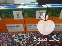 فروش بذر چغندر ایزابلا در صحنه در گروه خرید فروش بذر - انواع محصول کشاورزی گوجه کتان میوه درخت در یکمیوه -عکس1
