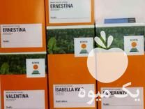 فروش پخش بذر چغندر اصلی KWS بصورت کلی و جزئی در کرمانشاه در گروه خرید فروش بذر - انواع محصول کشاورزی گوجه کتان میوه درخت در یکمیوه -عکس1