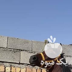 فروش اسب عرب نریون در تهران در گروه اسب و الاغ خر و فروش قاطر- ترکمن عربی سفید نر و ماده در یکمیوه -عکس1