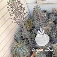 فروش انواع کاکتوس و هاورتیا در اصفهان در گروه خرید فروش عمده گیاهان زینتی - گرمسیری آپارتمانی باغچه آب در یکمیوه