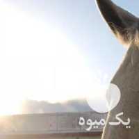 فروش اسب پرش ترکمن در تهران در گروه اسب و الاغ خر و فروش قاطر- ترکمن عربی سفید نر و ماده در یکمیوه
