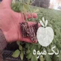 فروش نشا گوجه بادمجان فلفل هندوانه خربزه در مرودشت در گروه خرید فروش نشا - انواع گوجه برنج کاهو پیاز کاری فرنگی در یکمیوه