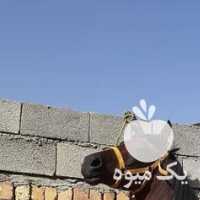 فروش اسب عرب نریون در تهران در گروه اسب و الاغ خر و فروش قاطر- ترکمن عربی سفید نر و ماده در یکمیوه