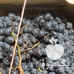 فروش انگور شانی در همدان در گروه خرید فروش عمده انگور - یاقوتی شانی عسگری بی دانه قرمز در یکمیوه -عکس1