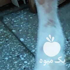 فروش مرغ و خروس لاری 6 دانگ در تهران در گروه مرغ و خروس و بوقلمون و اردک قو قاز در یکمیوه -عکس1