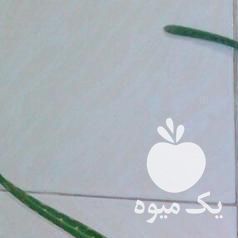 فروش گل و گیاه آلوورا یا آلوئه ورا آپارتمانی در اصفهان در گروه خرید فروش عمده گیاهان زینتی - گرمسیری آپارتمانی باغچه آب در یکمیوه -عکس1