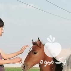 فروش اسب مادیون جوان با کره ماده در شیراز در گروه اسب و الاغ خر و فروش قاطر- ترکمن عربی سفید نر و ماده در یکمیوه -عکس1