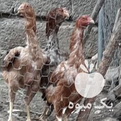 فروش مرغ و خروس لاری در شیراز در گروه مرغ و خروس و بوقلمون و اردک قو قاز در یکمیوه -عکس1