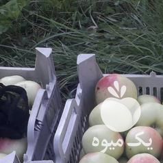 فروش سیب تازه رسیده در ارومیه در گروه خرید فروش عمده سیب - زرد و قرمز گلاب پاییزه در یکمیوه -عکس1