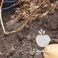 آگهی مشابه فروش سیب زمینی تازه در اردبیل در گروه خرید فروش عمده سیب زمینی - زودرس دیررس آگریا اسپریت اردبیل همدان در یکمیوه