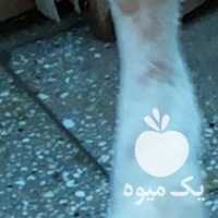 فروش مرغ و خروس لاری 6 دانگ در تهران در گروه مرغ و خروس و بوقلمون و اردک قو قاز در یکمیوه