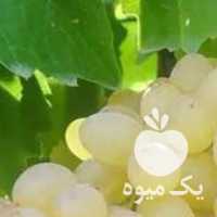 فروش انگور ناب عسگری در قزوین