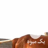 فروش اسب مادیان در اصفهان
