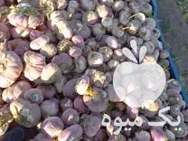 فروش چغندر و شلغم مخصوص دامداران در اصفهان در گروه خرید فروش عمده شلغم - تازه خام محصولات کشاورزی در یکمیوه -عکس1