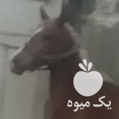 فروش کره اسب ماده از سهیل حیدرواز نوادگان طوطی و گلی در اصفهان در گروه خرید فروش نشا - انواع گوجه برنج کاهو پیاز کاری فرنگی در یکمیوه -عکس1