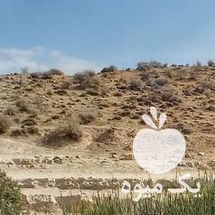 فروش اسب مادیان در شیراز در گروه اسب و الاغ خر و فروش قاطر- ترکمن عربی سفید نر و ماده در یکمیوه -عکس1