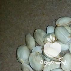 فروش پسته کله غوچی اکبری در یزد در گروه پسته - کوهی شامی خام اکبری تازه کله قوچی در یکمیوه -عکس1