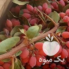 فروش زرشک تازه با شاخه و دانه ب کلی در مشهد در گروه خرید فروش عمده ازگیل و تمشک و زرشک - ژاپنی فروش مستقیم در یکمیوه -عکس1