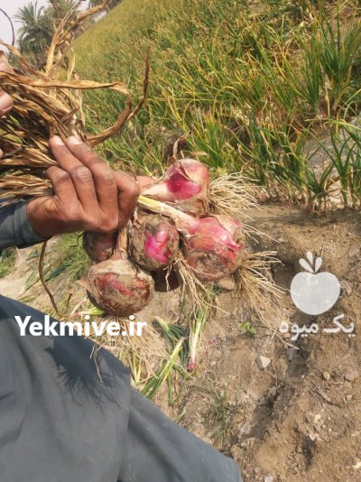 پیاز قرمز درجه یک در سرباز در گروه سایر صادرات و واردات در یکمیوه -عکس1