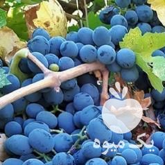 فروش انگور سیاه سردشت دیمی در قزوین در گروه خرید فروش عمده انگور - یاقوتی شانی عسگری بی دانه قرمز در یکمیوه -عکس1