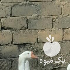 فروش 6 عدد قوغاز اصل چینی 2عدد مرغ خروس لاری اصل در ارومیه در گروه مرغ و خروس و بوقلمون و اردک قو قاز در یکمیوه -عکس1