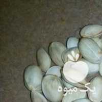 فروش پسته کله غوچی اکبری در یزد در گروه پسته - کوهی شامی خام اکبری تازه کله قوچی در یکمیوه